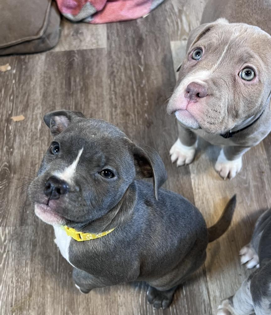 Puppies
